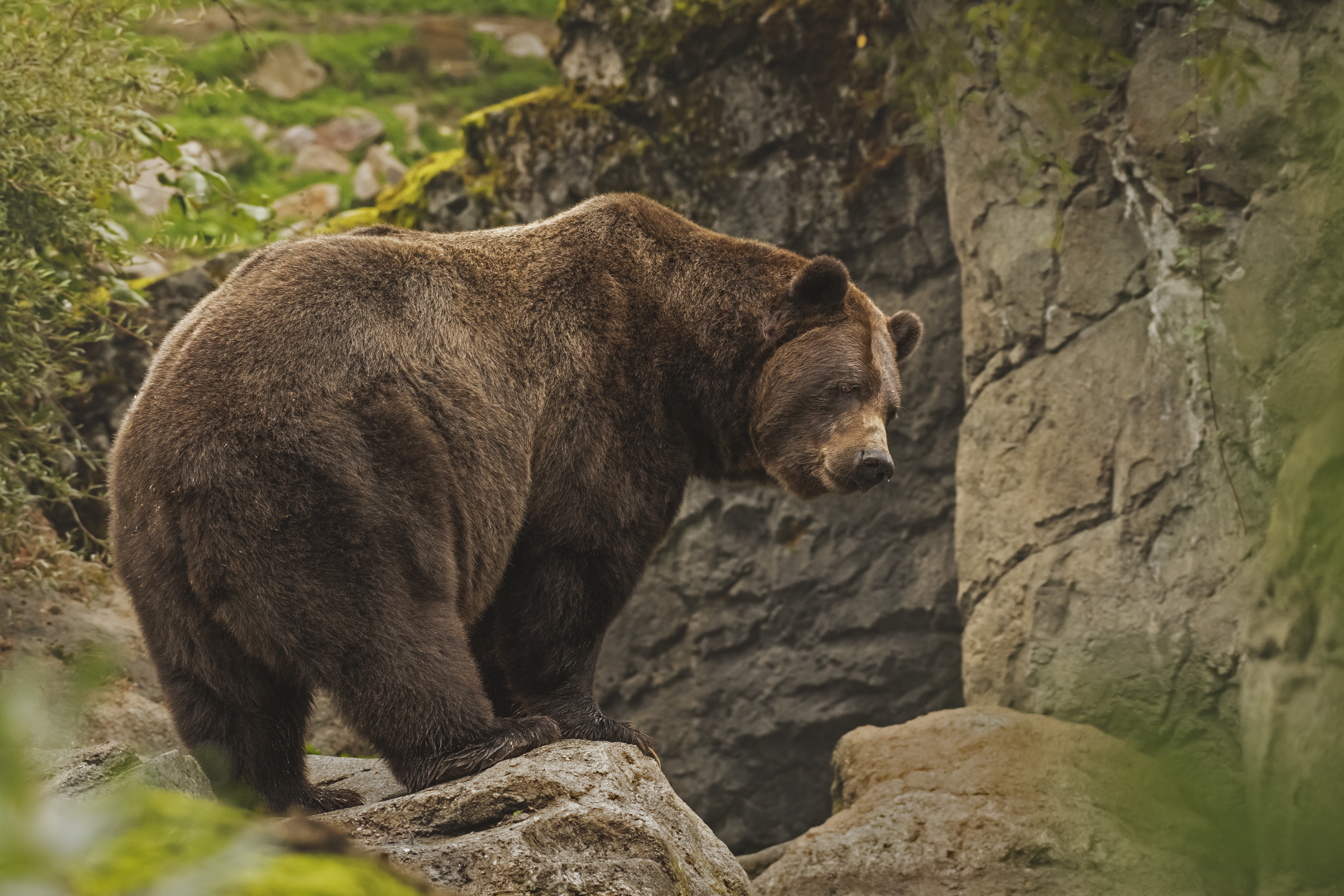 День медведя отмечается ежегодно 13 декабря во многих регионах России.